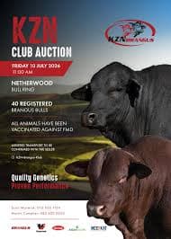 KZN Brangus Club Auction 5