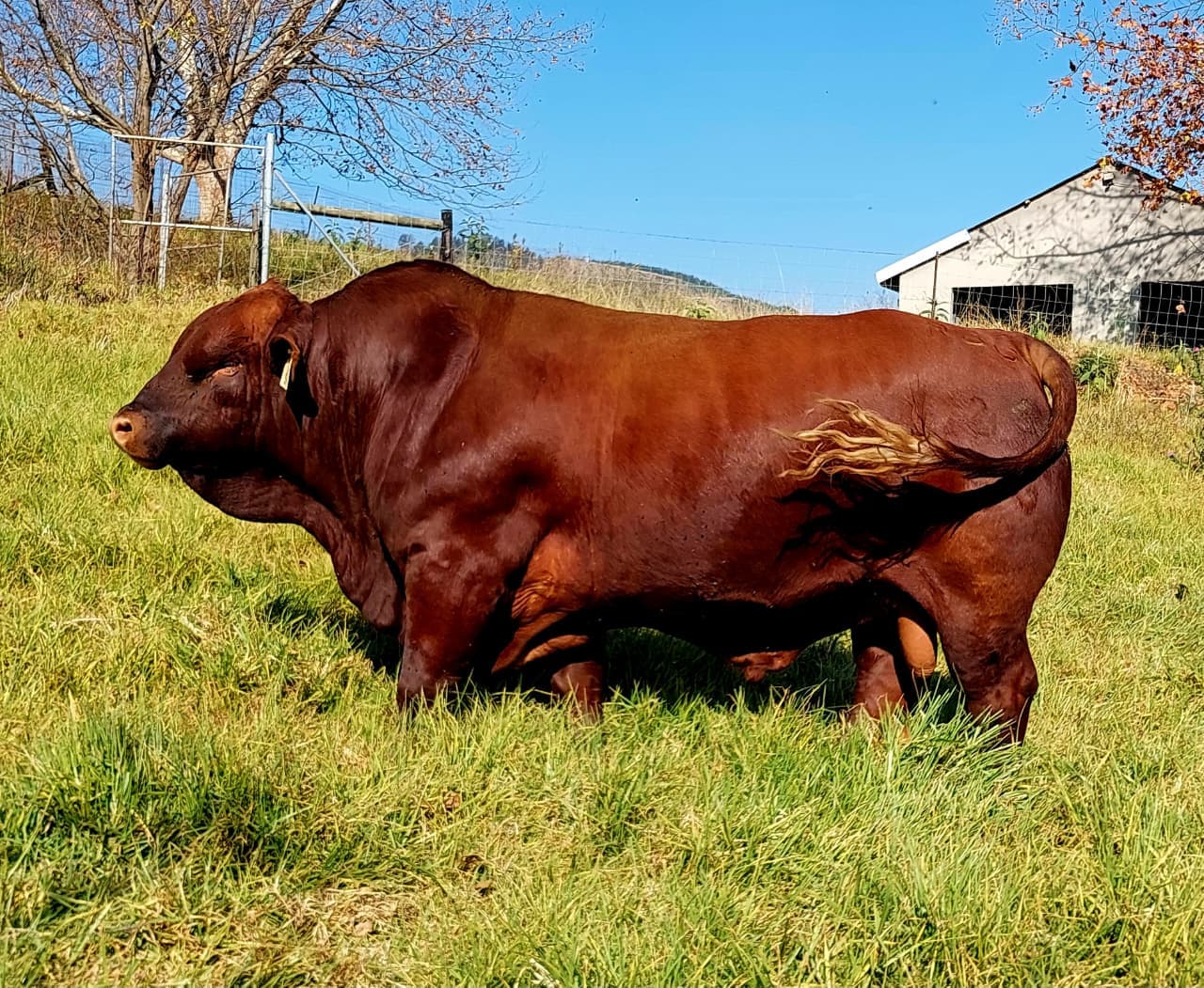 KZN Brangus Club Auction 1