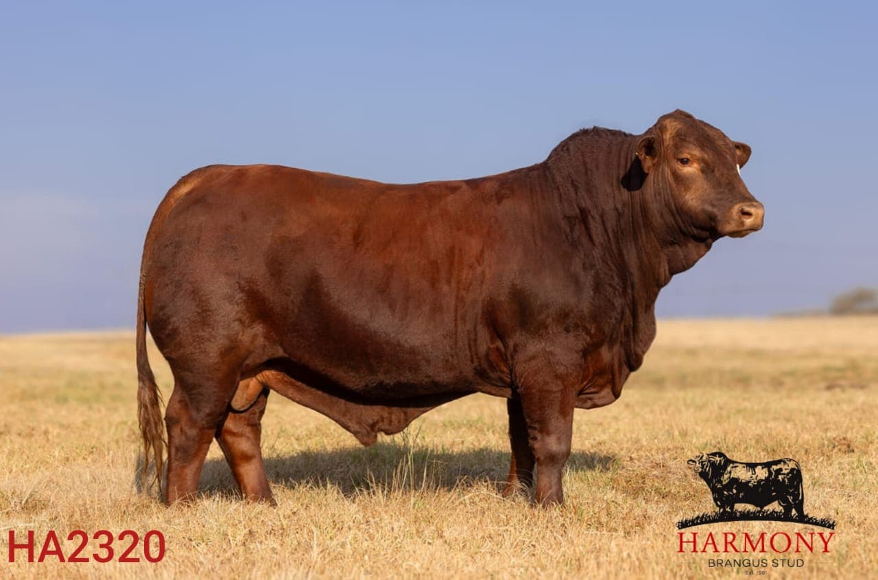 KZN Brangus Club Auction 4
