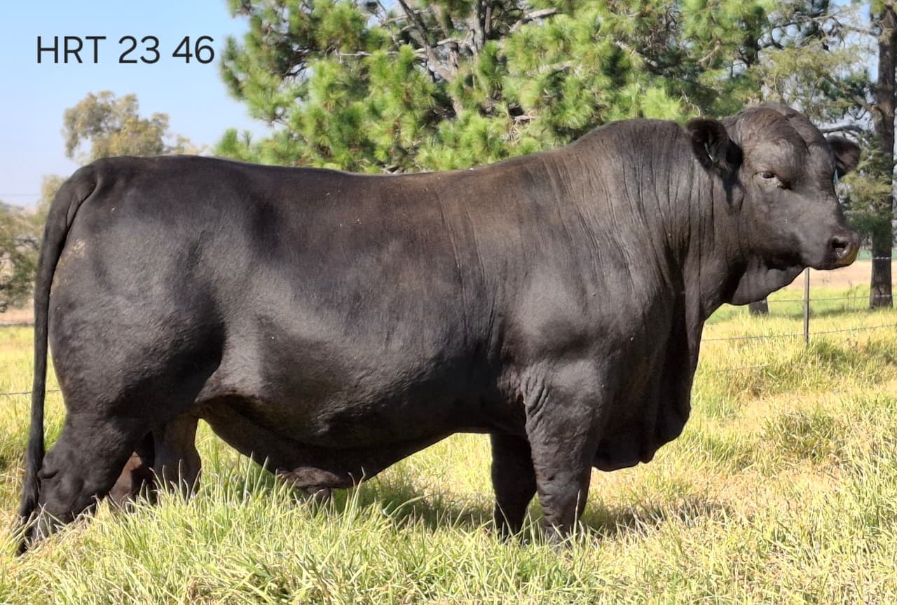 KZN Brangus Club Auction 3