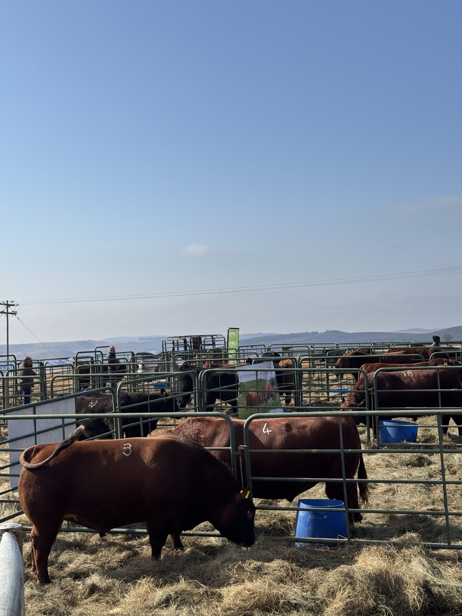 Red Angus bulls in the pens at the Netherwood bull sale