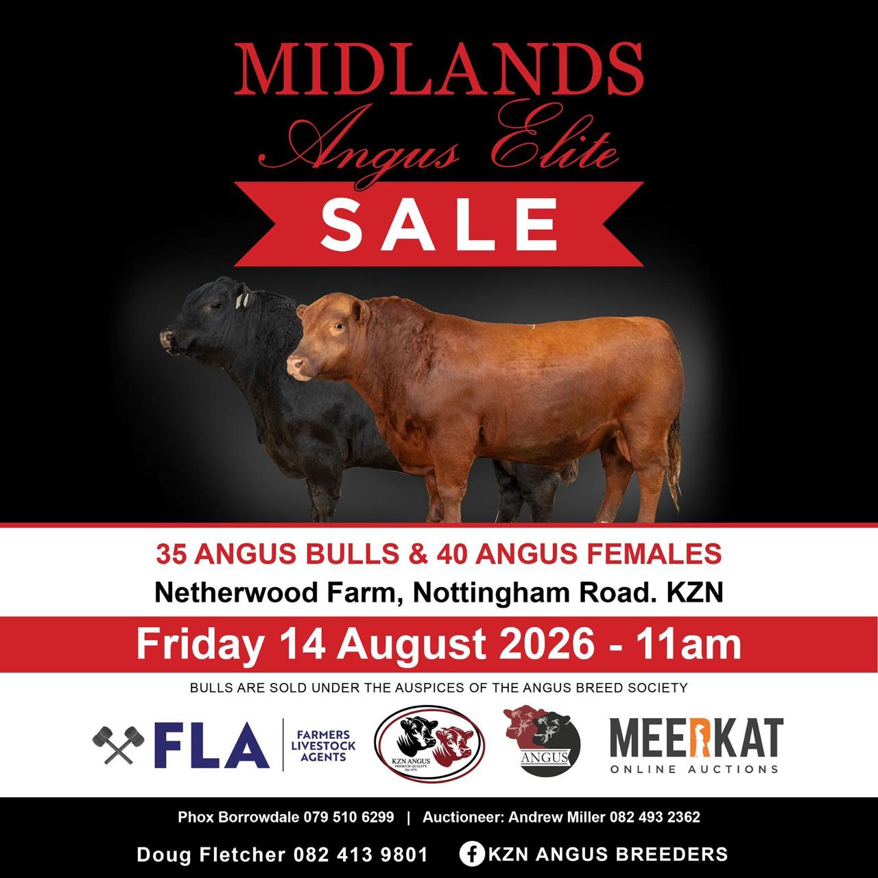 Pedigree Angus cattle at Netherwood Farm