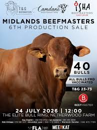 T&G Midlands Beefmasters 6th Production Sale, 24 July 2026