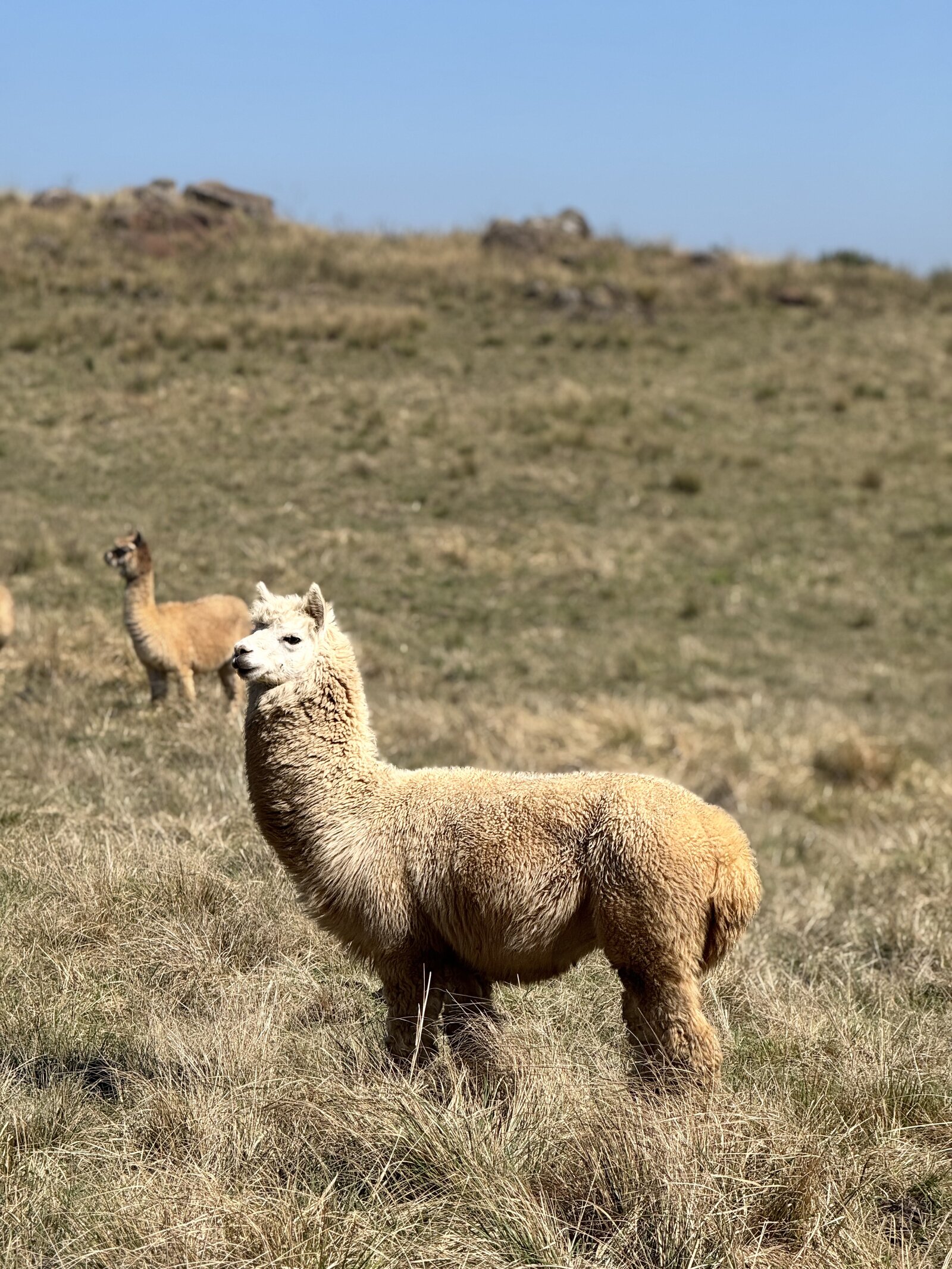 Alpaca grazing on the hill at Netherwood