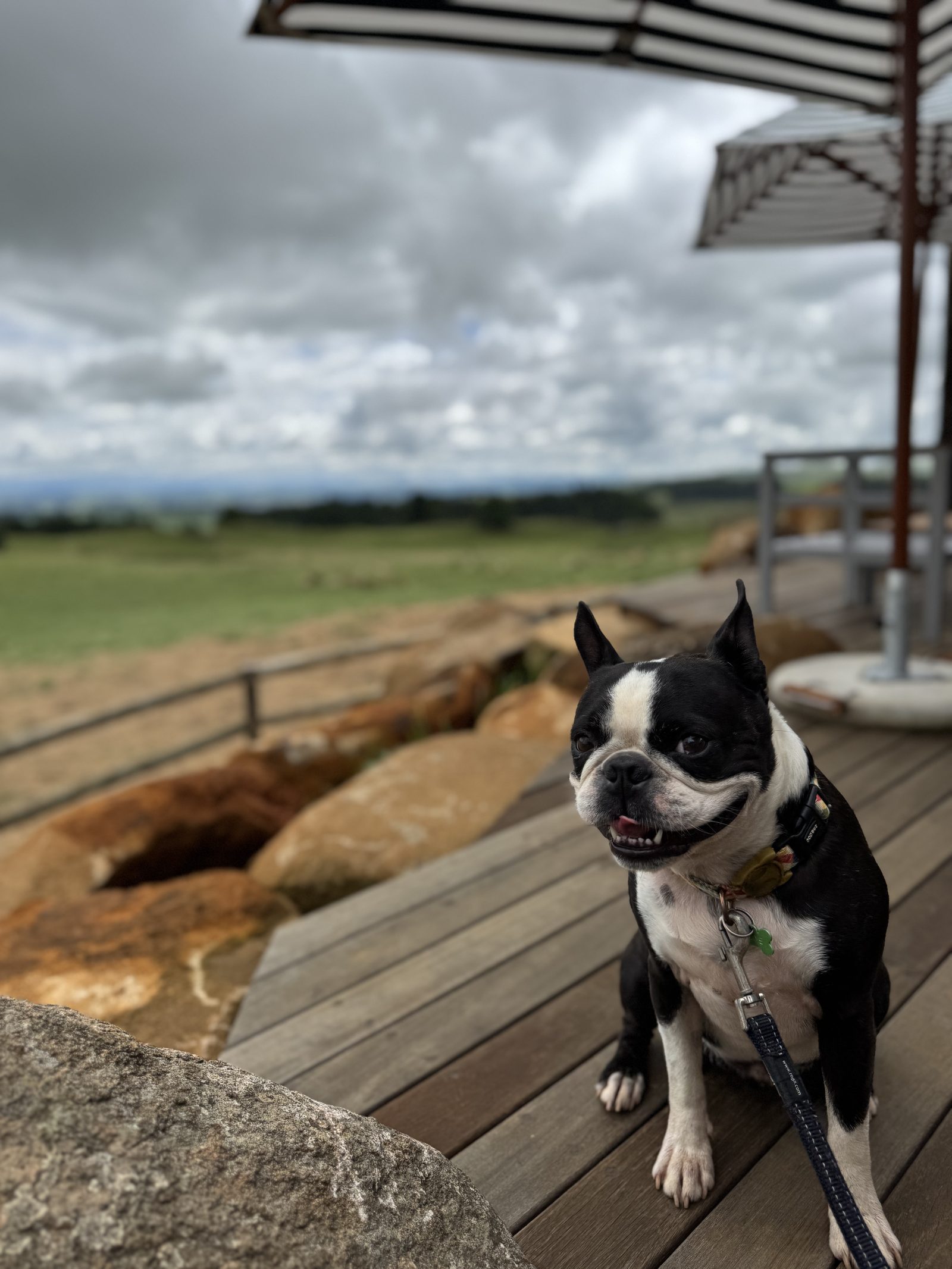 A farm dog on the deck overlooking the hills
