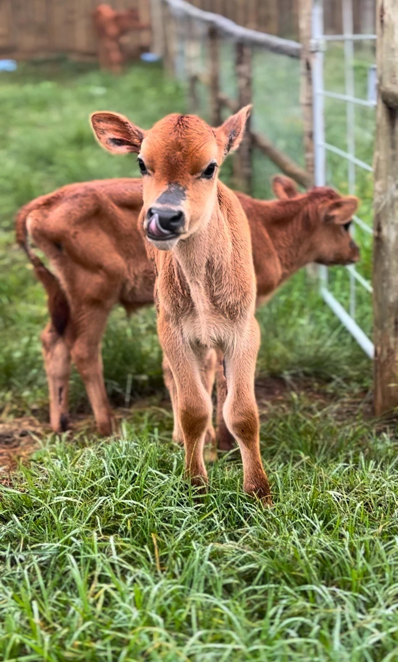 Jersey calves on the grass at Netherwood Farm