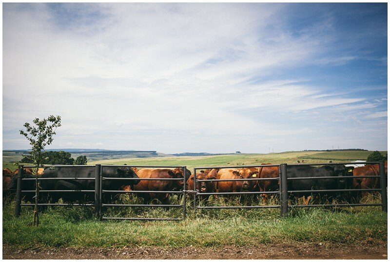 Cattle at the paddock gate under a wide Midlands sky at Netherwood Farm
